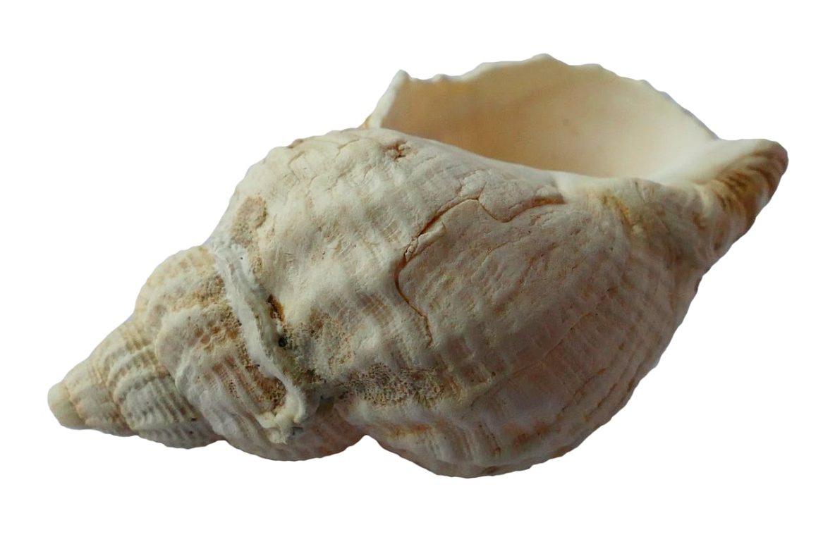 Sea-Shell