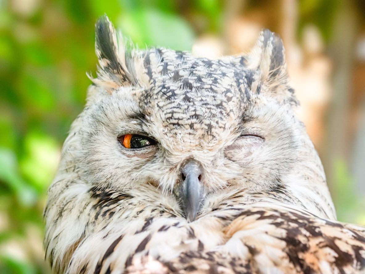 Owl-Blinking