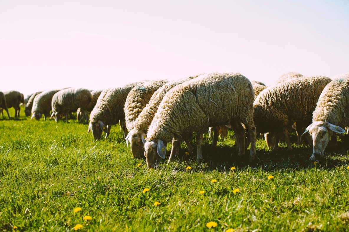 Flock-of-sheep