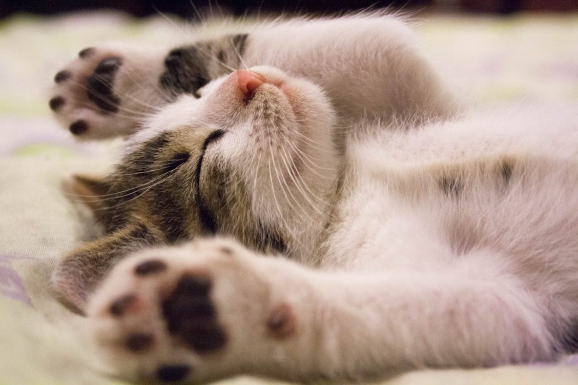 Kitten-Sleeping