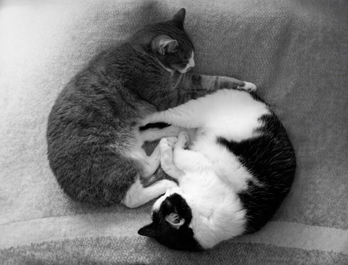 How to Overcome Resentment in Relationships 2-cats-sleeping
